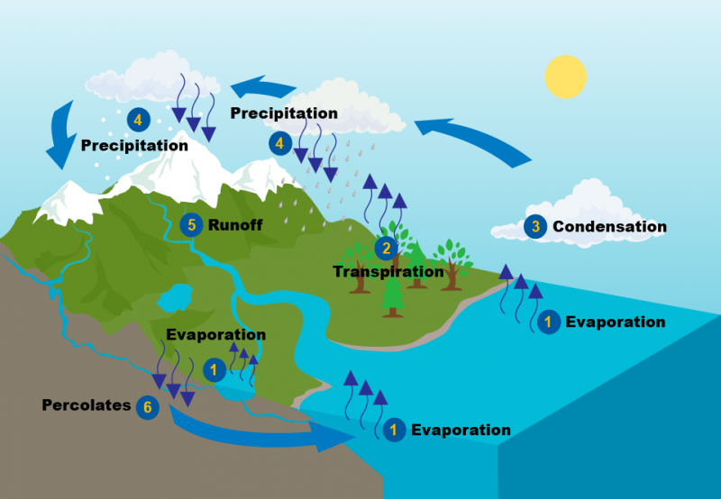 Illustration of the water cycle evaporation transpiration condensation precipitation runoff percolates